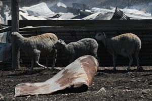 Παρατείνονται τα μέτρα για την ευλογιά των αιγοπροβάτων στην Κρήτη – Στα «κάγκελα» οι κτηνοτρόφοι