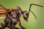 ant