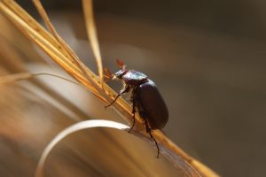 Αρχαιολόγοι ανακαλύπτουν σπάνιο κόσμημα φτιαγμένο από… σκαθάρια σε αρχαίο τάφο παιδιού στην Πολωνία