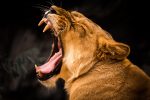 lion