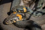 snake
