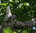 potoo