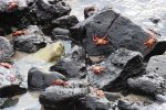 red crabs