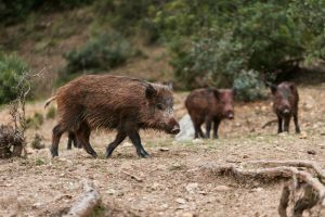 Αγέλη αγριογούρουνων κόβει… βόλτες σε κεντρικό δρόμο της Καλαμαριάς! Video