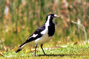 Καρακάξα…βγαλμένη από θρίλερ! Επιτέθηκε σε γυναίκα αφήνοντάς την με σπασμένο λαιμό