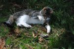 pontiki gata
