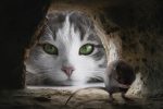 cat