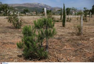 Νέες φυτεύσεις στο πάρκο της Ρεματιάς από τον Δήμο Βριλησσίων