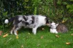 dog cat