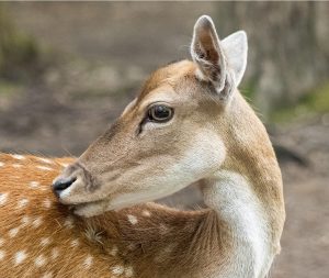 Τα παράξενα ελάφια – βαμπίρ που κρύβονται στα δάση της Βρετανίας – Δείτε βίντεο