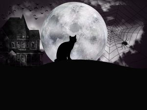 Halloween: Ο ανατριχιαστικός λόγος που πόλη της Καταλονίας απαγόρευσε την υιοθεσία μαύρων γάτων