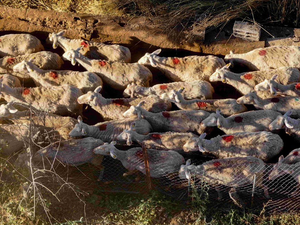 Σε κρίσιμη καμπή ο κτηνοτροφικός τομέας της χώρας – Η ευλογιά απειλεί την παραγωγή και το μέλλον των κτηνοτρόφων