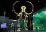 woolly mammoth