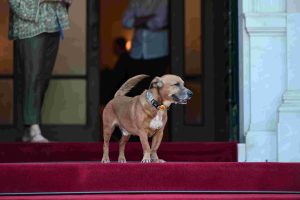 Ο Πίνατ, ο σκύλος του Μαξίμου “έκλεψε” τις εντυπώσεις – Η φωτό του ΥΠΕΣ των ΗΠΑ