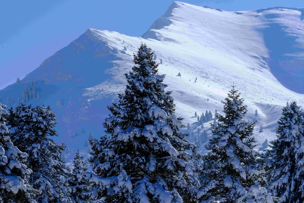 Νυχθημερόν εργάζονται οι ελατοπαραγωγοί του Ταξιάρχη Χαλκιδικής – Πού φτάνουν οι τιμές στα έλατα