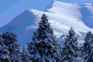 Νυχθημερόν εργάζονται οι ελατοπαραγωγοί του Ταξιάρχη Χαλκιδικής – Πού φτάνουν οι τιμές στα έλατα