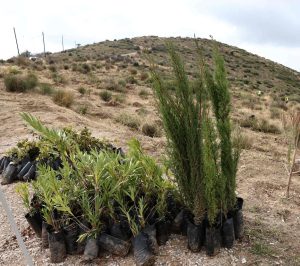Ελεγκτικό Συνέδριο: Διατυπώνει ενστάσεις για την αποτελεσματικότητα των προγραμμάτων αναδάσωσης