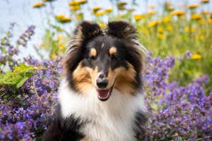 Απίθανος σκύλος “χορευτής” αποθεώνεται στο Tiktok – Τα βίντεο με τις εκατομ. προβολές!