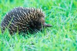 echidna