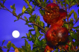 Η υπερπανσέληνος του “Κάστορα” όπως την «αιχμαλώτισε» ο φωτογραφικός φακός