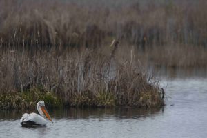 Απλώνει «δίχτυα» ο Δήμος Πρεσπών για την προσέλκυση τουριστών – Το «ατού» που μαγεύει τους Σκανδιναβούς