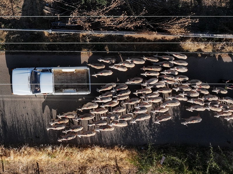 Ο θάνατος της αγροτιάς: Συγκινεί ο σπαραγμός κτηνοτρόφου – «Το άδικο είναι πολύ βαρύ», vid