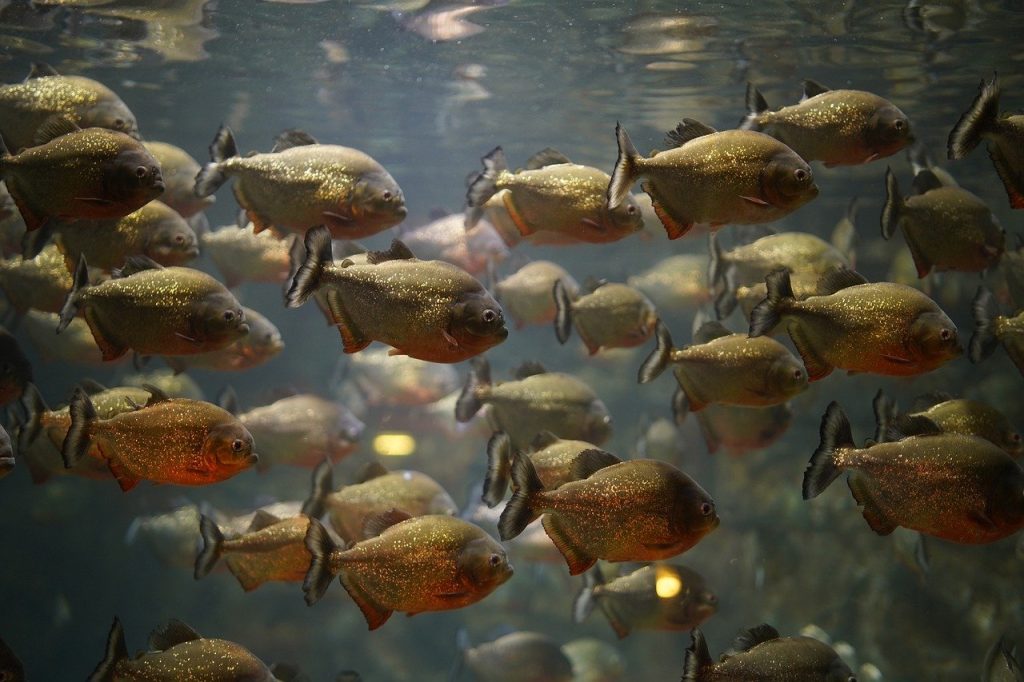 Φρίκη στη Βραζιλία: 2χρονο κοριτσάκι έπεσε σε ποτάμι και την σκότωσαν πιράνχας