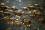 piranhas