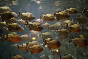 Φρίκη στη Βραζιλία: 2χρονο κοριτσάκι έπεσε σε ποτάμι και την σκότωσαν πιράνχας