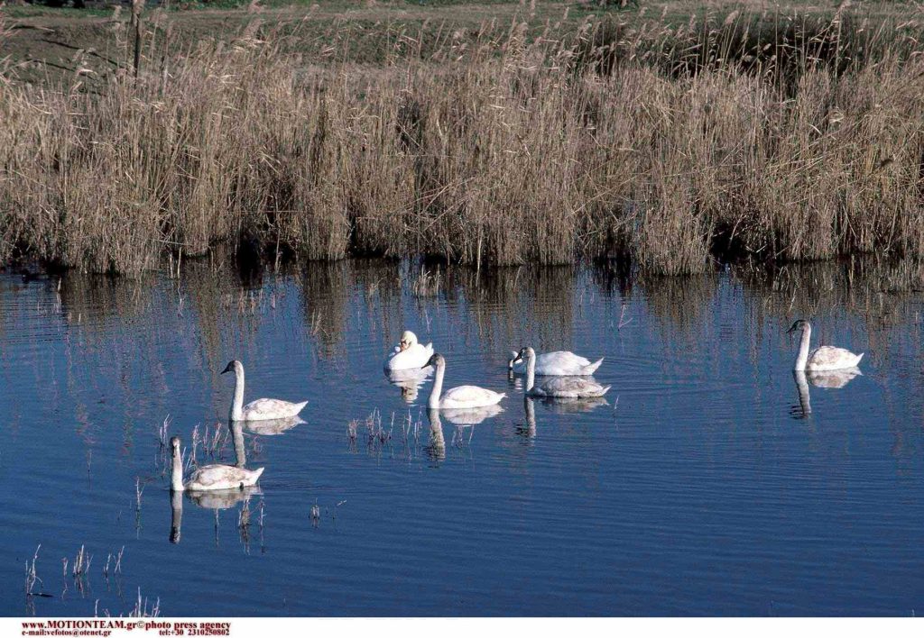 Πώς «ακούγονται» το Δέλτα του Αξιού και η λίμνη Ορεστιάδα; Ερευνητικό έργο καταγράφει τα ηχοτοπία στα δύο οικοσυστήματα