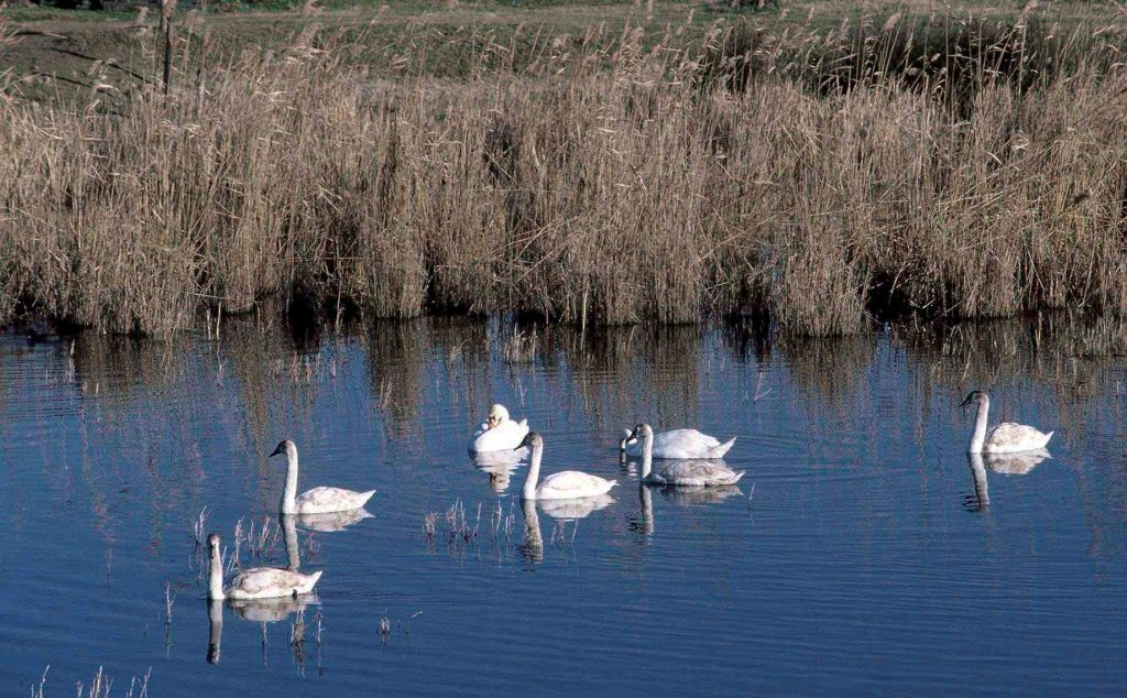 Πώς «ακούγονται» το Δέλτα του Αξιού και η λίμνη Ορεστιάδα; Ερευνητικό έργο καταγράφει τα ηχοτοπία στα δύο οικοσυστήματα