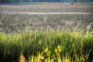 «Το στοιχειό του Βάλτου»: Γυρίσματα για την πρώτη ταινία για τον ένοπλο Μακεδονικό αγώνα από το 1973