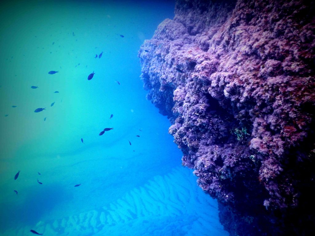 Άγνωστα μέχρι σήμερα υποθαλάσσια υδροθερμικά πεδία στη Μήλο – Τι αποκαλύπτει διεθνής έρευνα