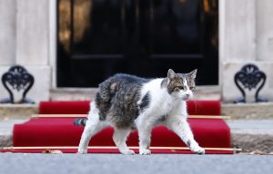 Παραλίγο…ατύχημα για τον Λάρι τον γάτο! Η viral στιγμή με τον φωτογράφο του Πολωνού προέδρου, vid