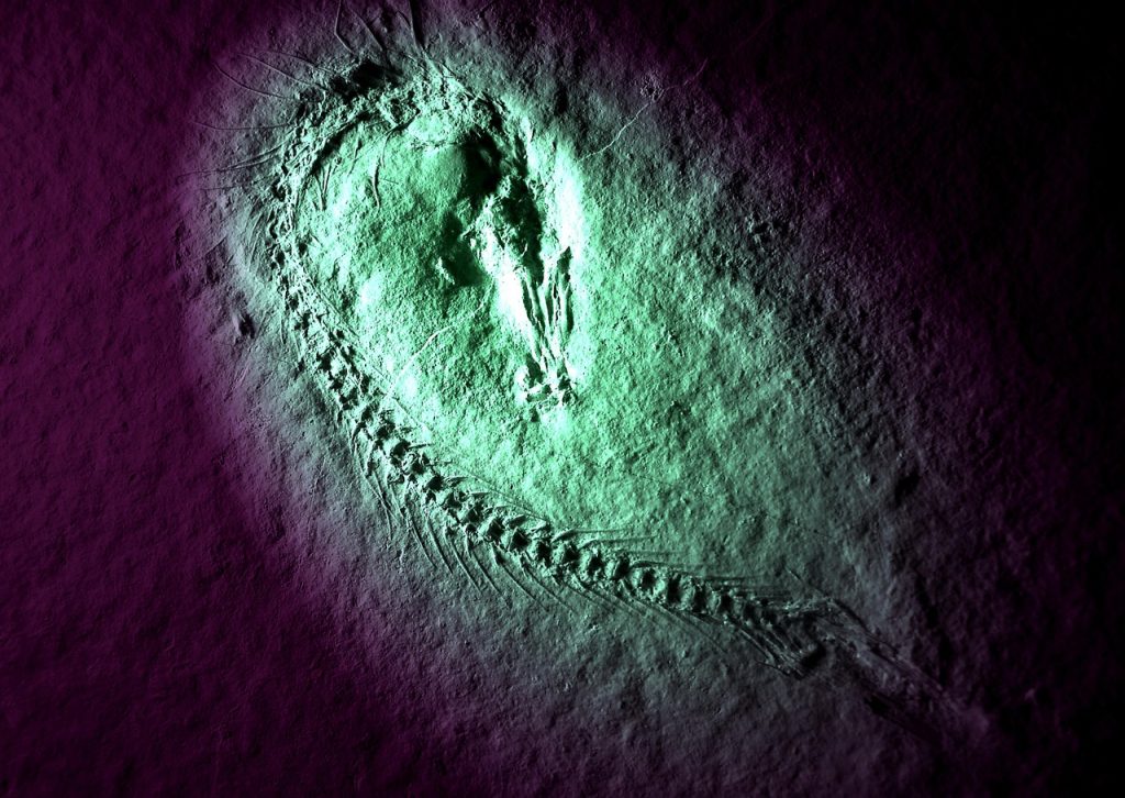 Απίστευτη ανακάλυψη στην Κίνα: 100 άγνωστα είδη ζώων επιβίωσαν μαζικής εξαφάνισης πριν από 500 εκ. χρόνια