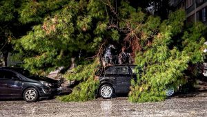 Πάνω από 30 πτώσεις δέντρων στον δήμο Βάρης-Βούλας-Βουλιαγμένης