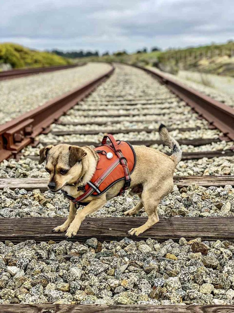 Σιδηροδρομική τραγωδία Ισπανία: Πυροσβέστες έσωσαν σκύλο που αγνοείτο μετά από τέσσερις ημέρες