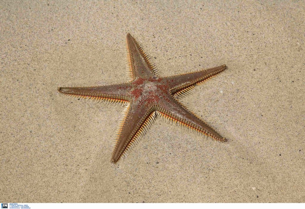 Χανιά: Διεθνής διάκριση για την παραλία Λαφονησίου – Νέα πρωτιά στα TripAdvisor Travellers’ Choice Awards