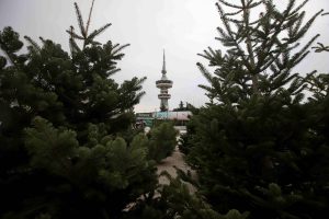 Θεσσαλονίκη: Αποκομιδή και ανακύκλωση των φυσικών χριστουγεννιάτικων δέντρων από τον δήμο