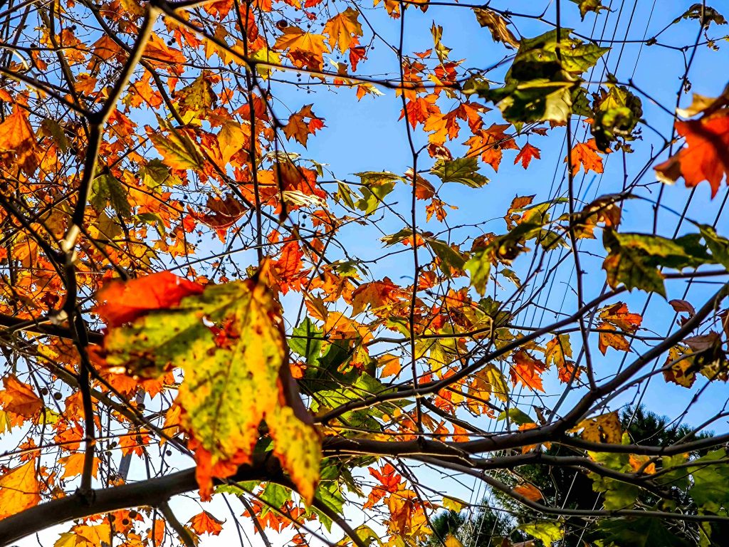 Αίθριος ο καιρός σήμερα με άνοδο της θερμοκρασίας – Ομίχλες και παγετός το πρωί