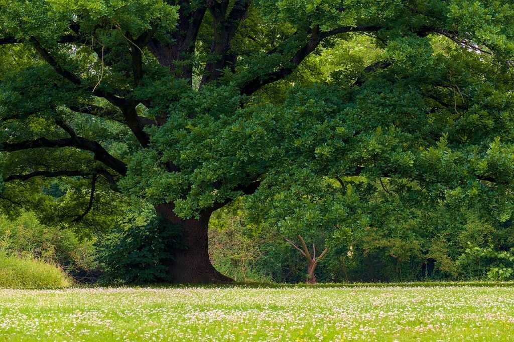 Γαλλία: Μια γιγαντιαία βελανιδιά, 340 ετών, από την εποχή του Λουδοβίκου ΙΔ΄, κόπηκε για λόγους ασφαλείας