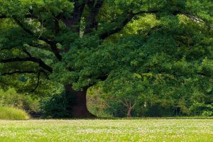 Γαλλία: Μια γιγαντιαία βελανιδιά, 340 ετών, από την εποχή του Λουδοβίκου ΙΔ΄, κόπηκε για λόγους ασφαλείας