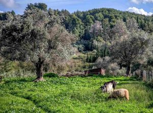 Ηράκλειο: Τρεις συλλήψεις για ζωοκτονία – Οι δράστες μπήκαν σε ποιμνιοστάσιο και θανάτωσαν 40 αρνιά