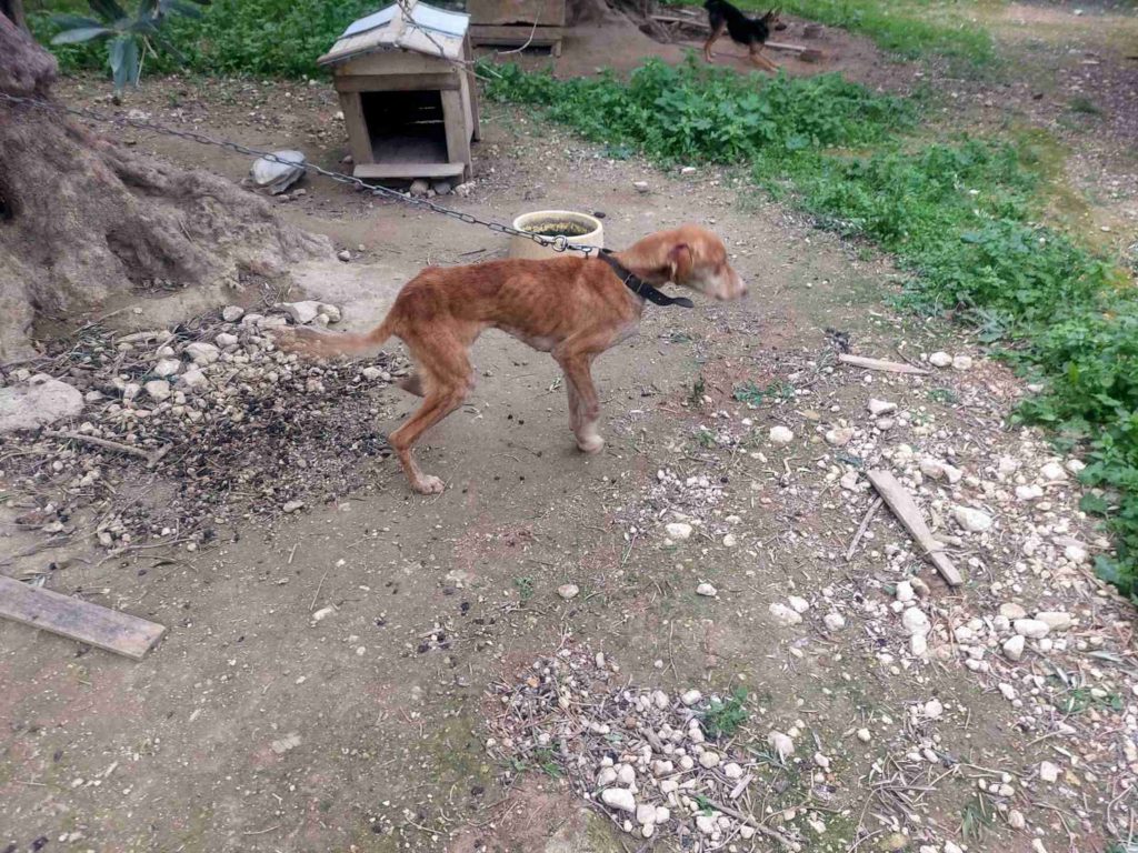 Χανιά: Σύλληψη 60χρονου διότι διατηρούσε 5 ζώα σε ακατάλληλες για την διαβίωση τους συνθήκες