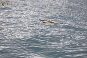 Θεοφάνεια 2026 στον Πειραιά: Η τελετή Αγιασμού των Υδάτων στο μεγαλύτερο λιμάνι της χώρας