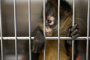 Kοσμοσυρροή στην Ιαπωνία για να δουν από κοντά τον σταρ του διαδικτύου Punch! vid