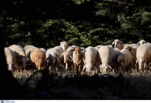 Η Εθνική Επιστημονική Επιτροπή Διαχείρισης και Ελέγχου της Ευλογιάς των Αιγοπροβάτων για τον εμβολιασμό