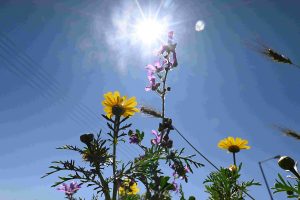 Αίθριος ο καιρός σήμερα με τοπικές νεφώσεις – Αναλυτικά η πρόγνωση