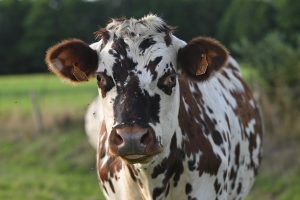 Το νεογέννητο μοσχαράκι που ζεσταίνεται μέσα σε σπίτι στο Κεντάκι ξετρέλανε το διαδίκτυο – ΦΩΤΟ