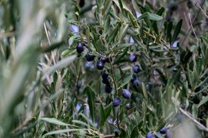 Δέκα επιπλέον αιωνόβιες ελιές στα πάρκα του Δήμου Ηρακλείου Αττικής